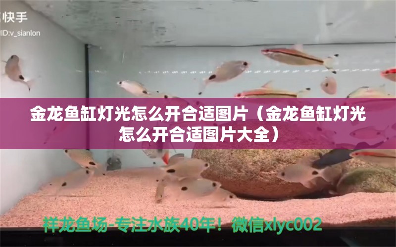 金龍魚缸燈光怎么開合適圖片（金龍魚缸燈光怎么開合適圖片大全）