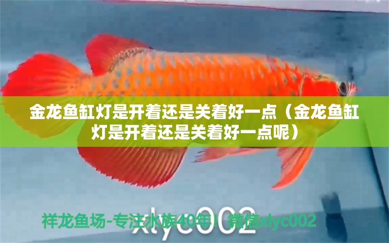 金龍魚(yú)缸燈是開(kāi)著還是關(guān)著好一點(diǎn)（金龍魚(yú)缸燈是開(kāi)著還是關(guān)著好一點(diǎn)呢）