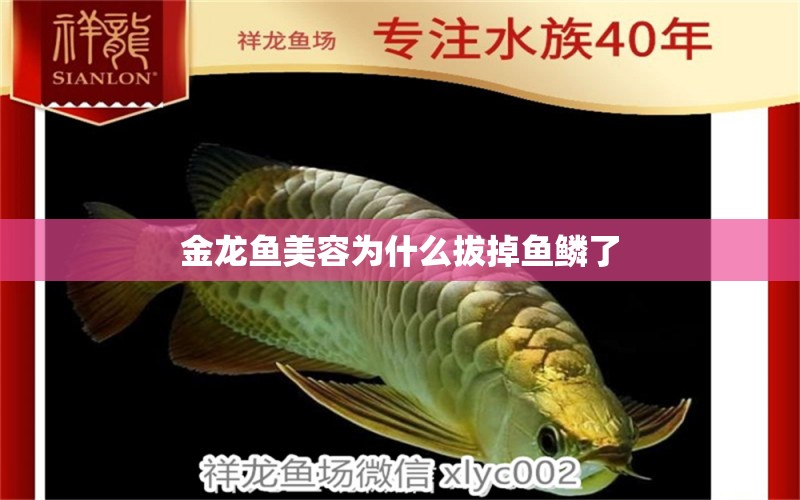 金龍魚美容為什么拔掉魚鱗了