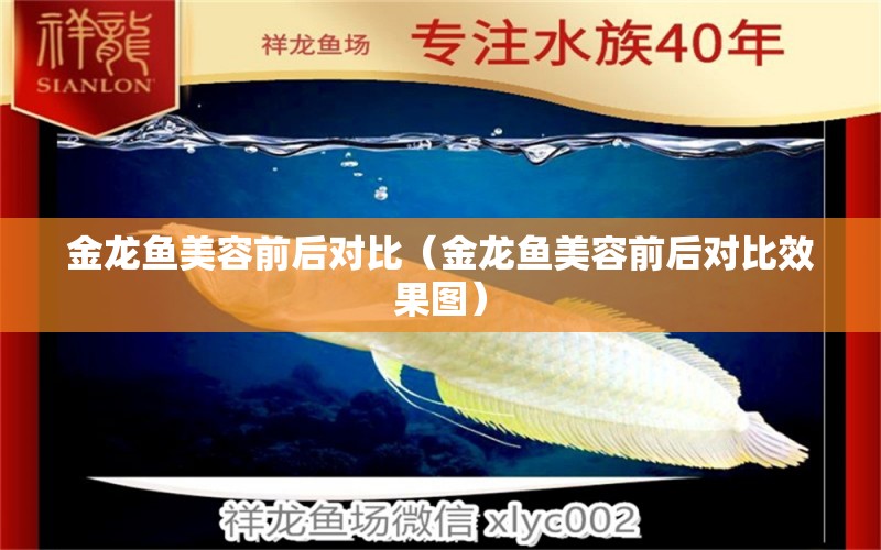 金龍魚美容前后對(duì)比（金龍魚美容前后對(duì)比效果圖） 南美異型魚