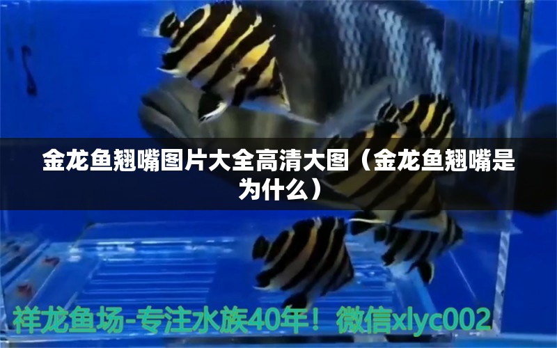 金龍魚翹嘴圖片大全高清大圖（金龍魚翹嘴是為什么）