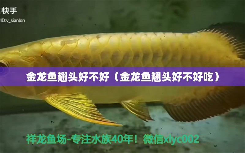 金龍魚翹頭好不好（金龍魚翹頭好不好吃）