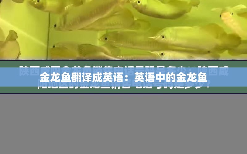 金龍魚翻譯成英語：英語中的金龍魚 水族問答 第1張