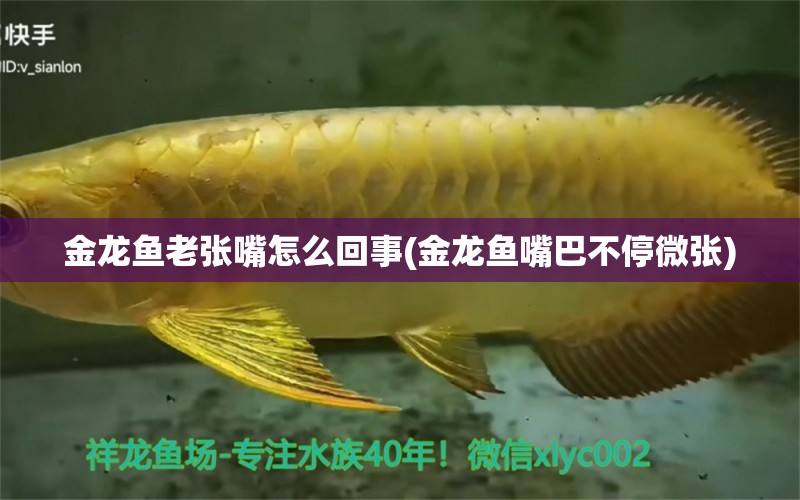 金龍魚老張嘴怎么回事(金龍魚嘴巴不停微張) 照明器材