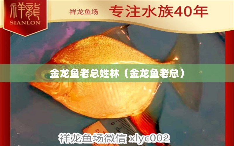 金龍魚(yú)老總姓林（金龍魚(yú)老總） 祥龍水族醫(yī)院