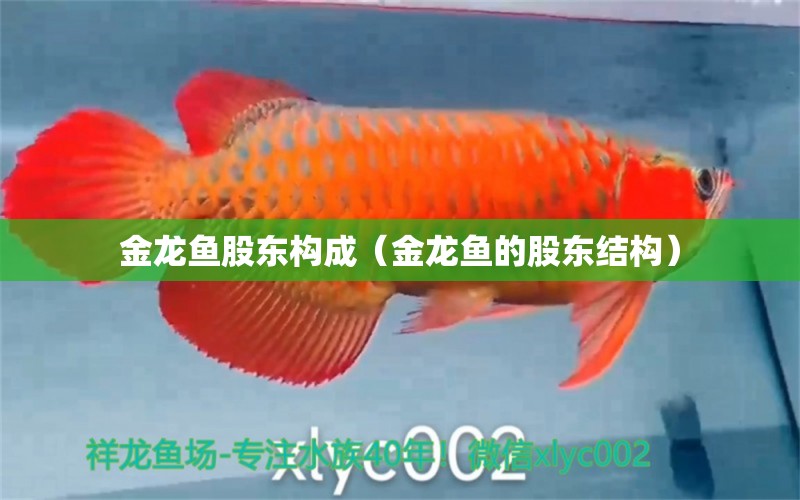 金龍魚股東構(gòu)成（金龍魚的股東結(jié)構(gòu)） 祥龍水族醫(yī)院