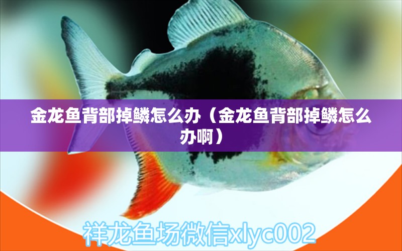 金龍魚背部掉鱗怎么辦（金龍魚背部掉鱗怎么辦?。? title=