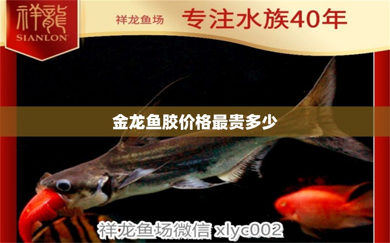 金龍魚膠價(jià)格最貴多少 祥龍魚場