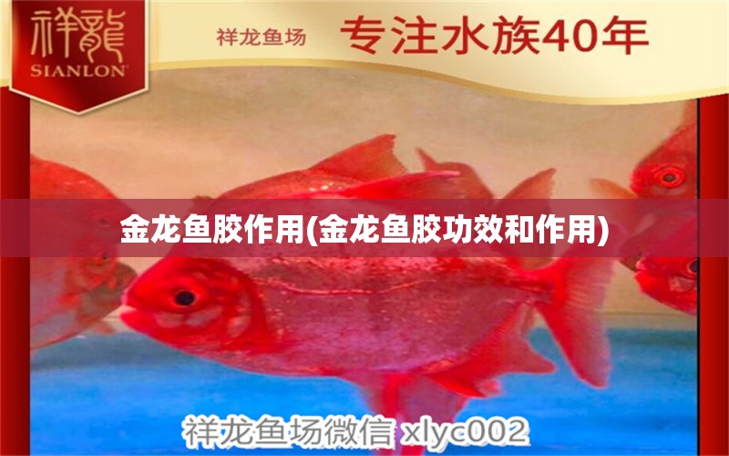 金龍魚膠作用(金龍魚膠功效和作用) 白子金龍魚