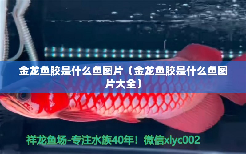 金龍魚膠是什么魚圖片（金龍魚膠是什么魚圖片大全）