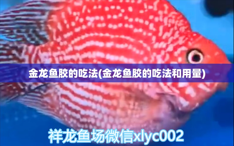 金龍魚膠的吃法(金龍魚膠的吃法和用量) 委內瑞拉奧里諾三間魚苗