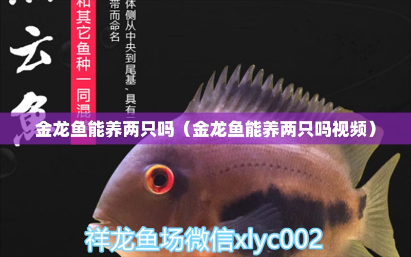 金龍魚能養(yǎng)兩只嗎（金龍魚能養(yǎng)兩只嗎視頻） 龍魚疾病與治療