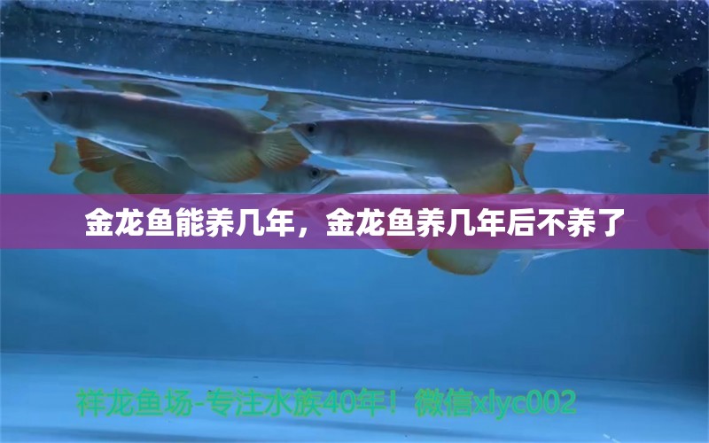 金龍魚(yú)能養(yǎng)幾年，金龍魚(yú)養(yǎng)幾年后不養(yǎng)了 養(yǎng)魚(yú)知識(shí)