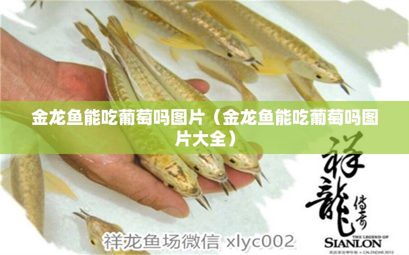 金龍魚能吃葡萄嗎圖片（金龍魚能吃葡萄嗎圖片大全）