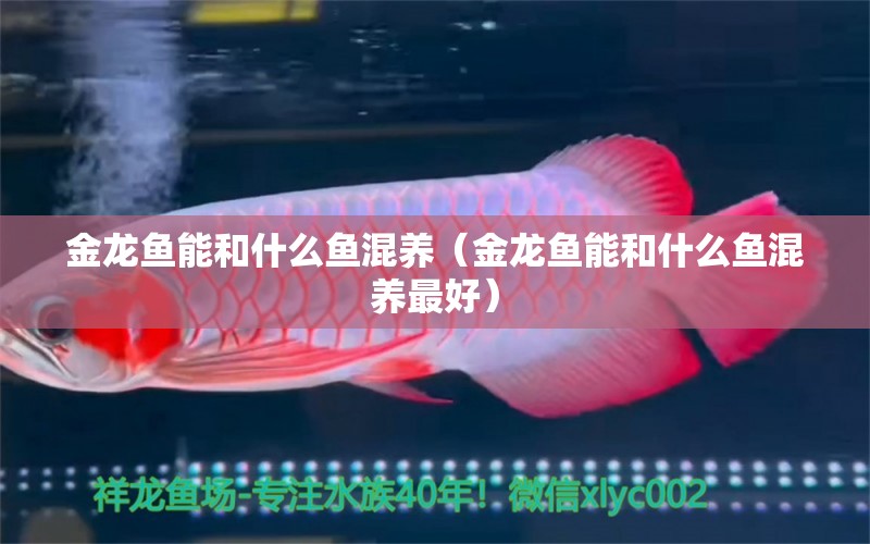 金龍魚能和什么魚混養(yǎng)（金龍魚能和什么魚混養(yǎng)最好）