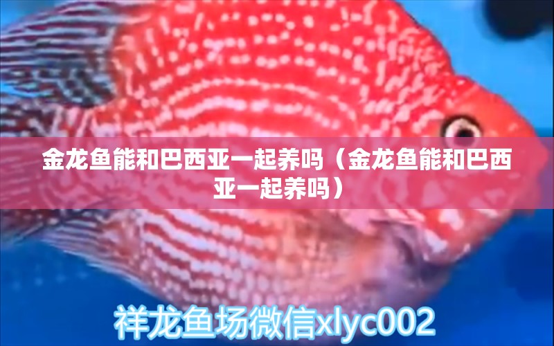 金龍魚能和巴西亞一起養(yǎng)嗎（金龍魚能和巴西亞一起養(yǎng)嗎） 眼斑魚