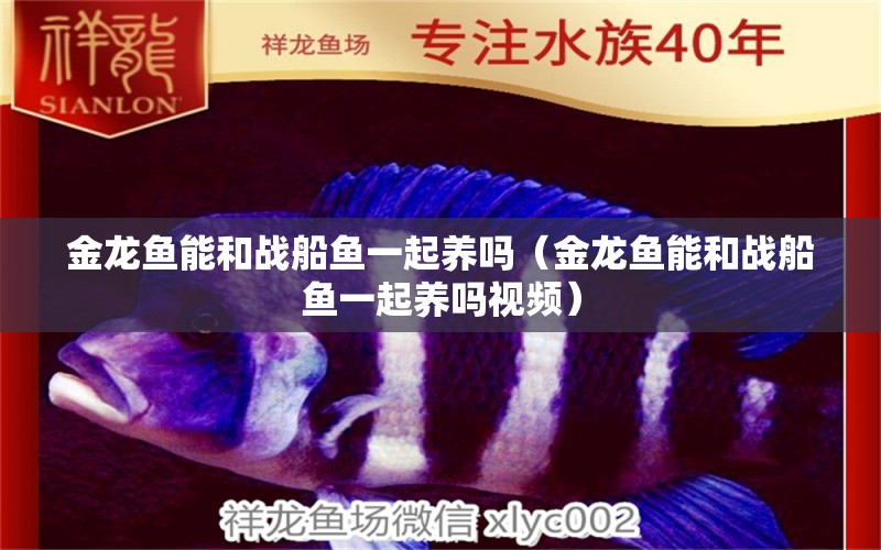 金龍魚能和戰(zhàn)船魚一起養(yǎng)嗎（金龍魚能和戰(zhàn)船魚一起養(yǎng)嗎視頻） 廣州龍魚批發(fā)市場