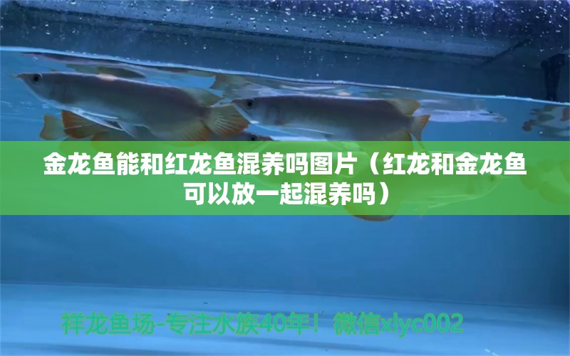 金龍魚能和紅龍魚混養(yǎng)嗎圖片（紅龍和金龍魚可以放一起混養(yǎng)嗎）