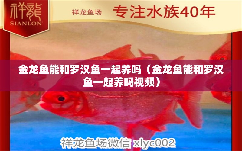 金龍魚(yú)能和羅漢魚(yú)一起養(yǎng)嗎（金龍魚(yú)能和羅漢魚(yú)一起養(yǎng)嗎視頻） 羅漢魚(yú)