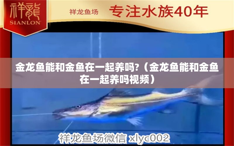 金龍魚能和金魚在一起養(yǎng)嗎?（金龍魚能和金魚在一起養(yǎng)嗎視頻） 廣州龍魚批發(fā)市場