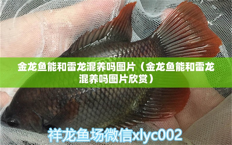 金龍魚(yú)能和雷龍混養(yǎng)嗎圖片（金龍魚(yú)能和雷龍混養(yǎng)嗎圖片欣賞） 撒旦鴨嘴魚(yú)