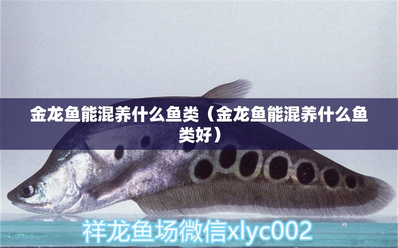 金龍魚能混養(yǎng)什么魚類（金龍魚能混養(yǎng)什么魚類好）