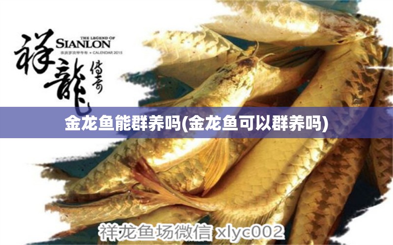 金龍魚能群養(yǎng)嗎(金龍魚可以群養(yǎng)嗎) 黑云魚 第1張