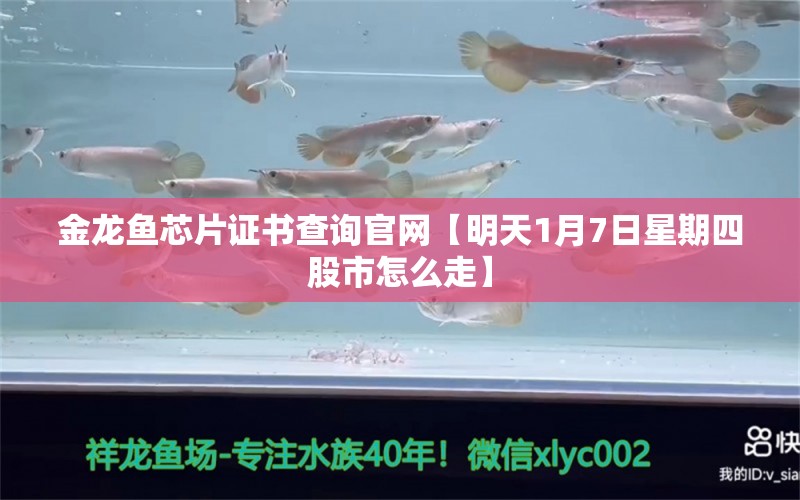 金龍魚芯片證書查詢官網(wǎng)【明天1月7日星期四股市怎么走】 龍魚批發(fā)