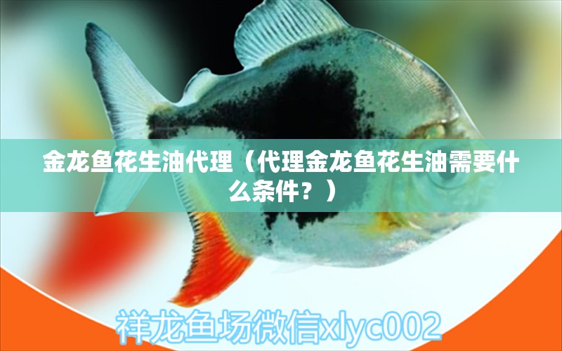 金龍魚花生油代理（代理金龍魚花生油需要什么條件？） 水族問答 第1張