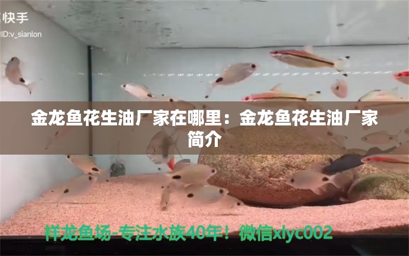 金龍魚花生油廠家在哪里：金龍魚花生油廠家簡(jiǎn)介 翡翠鳳凰魚 第2張