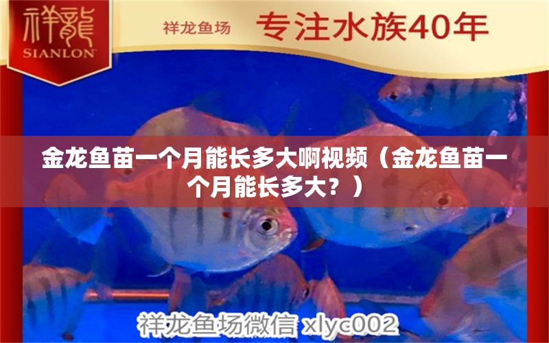 金龍魚苗一個(gè)月能長多大啊視頻（金龍魚苗一個(gè)月能長多大？） 水族問答 第2張