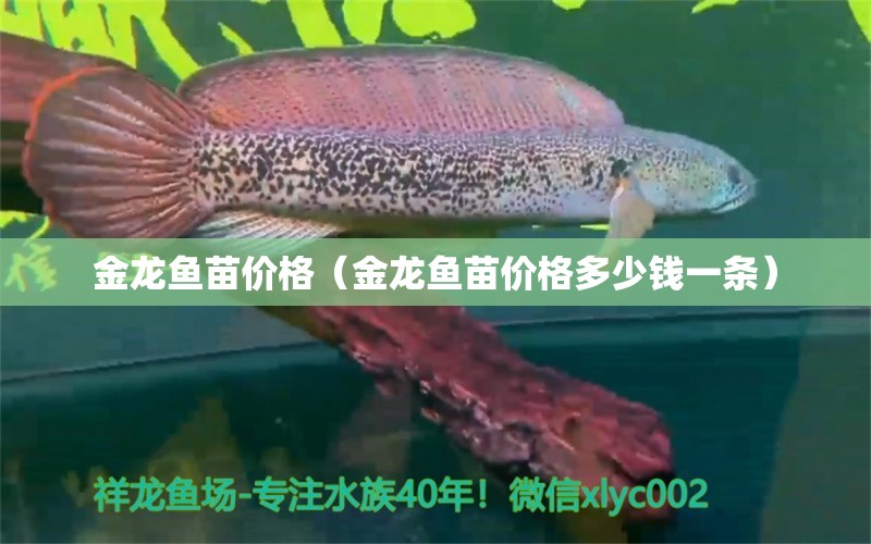 金龍魚苗價(jià)格（金龍魚苗價(jià)格多少錢一條）