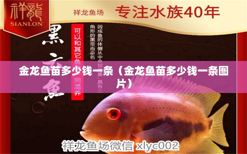 金龍魚苗多少錢一條（金龍魚苗多少錢一條圖片） 紅龍魚魚糧飼料