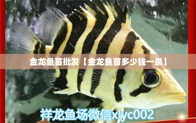 金龍魚(yú)苗批發(fā)【金龍魚(yú)苗多少錢(qián)一條】