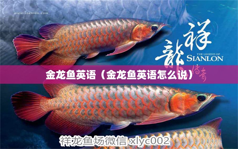 金龍魚英語（金龍魚英語怎么說） 祥龍水族醫(yī)院