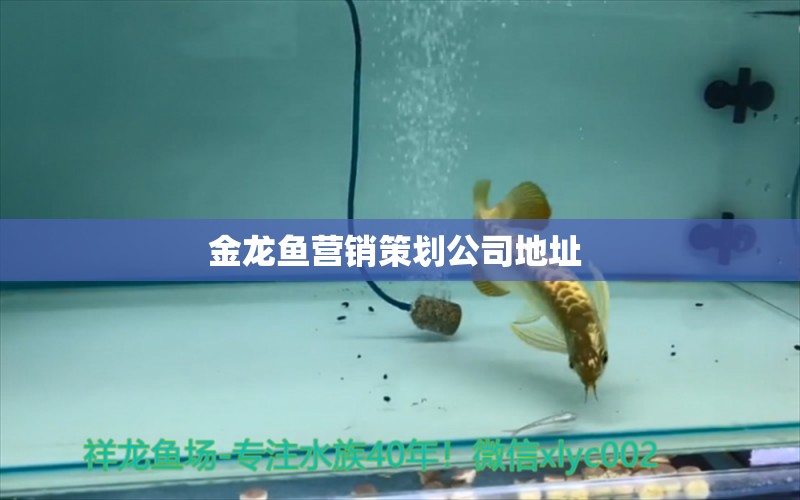 金龍魚營銷策劃公司地址  鸚鵡魚