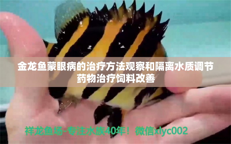 金龍魚蒙眼病的治療方法觀察和隔離水質調節(jié)藥物治療飼料改善 圖騰金龍魚