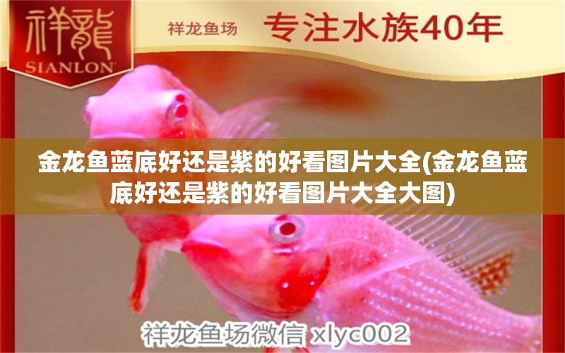 金龍魚(yú)藍(lán)底好還是紫的好看圖片大全(金龍魚(yú)藍(lán)底好還是紫的好看圖片大全大圖) 可麗愛(ài)魚(yú)缸