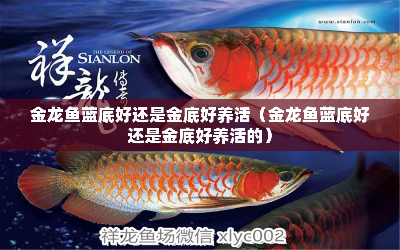 金龍魚藍底好還是金底好養(yǎng)活（金龍魚藍底好還是金底好養(yǎng)活的）