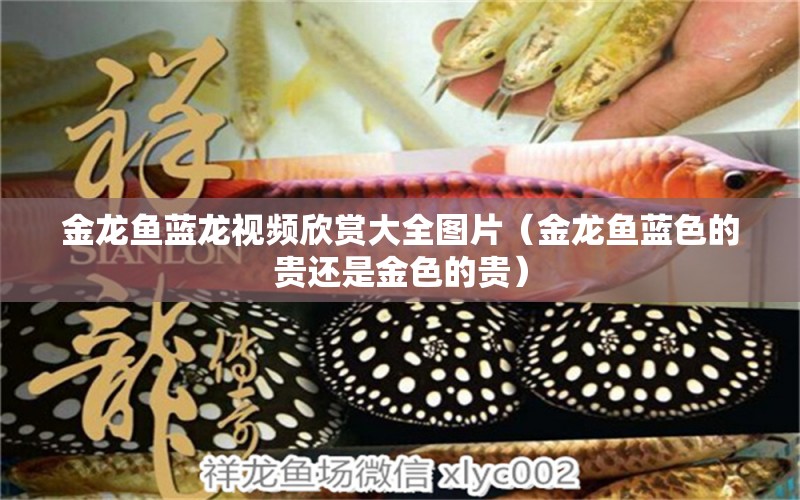 金龍魚藍龍視頻欣賞大全圖片（金龍魚藍色的貴還是金色的貴） 觀賞魚市場