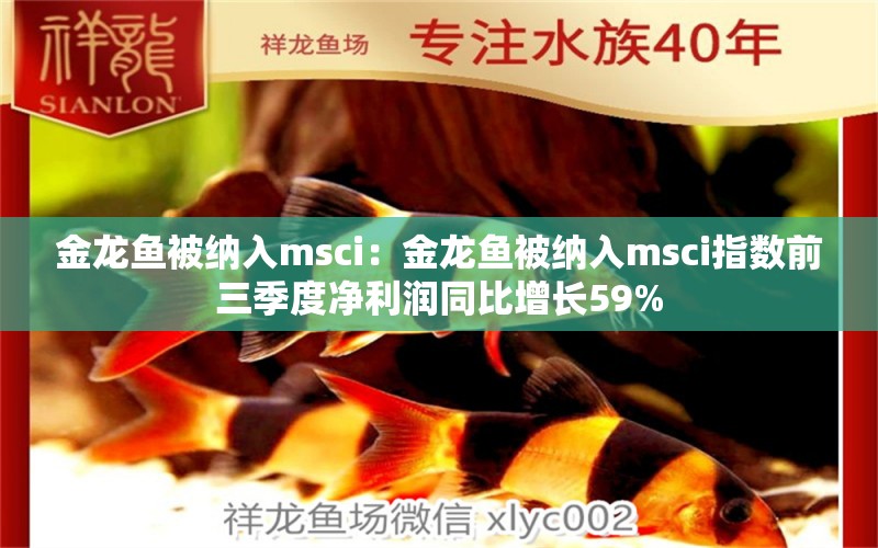 金龍魚被納入msci：金龍魚被納入msci指數(shù)前三季度凈利潤同比增長59%