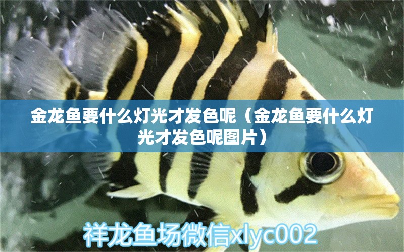 金龍魚要什么燈光才發(fā)色呢（金龍魚要什么燈光才發(fā)色呢圖片）