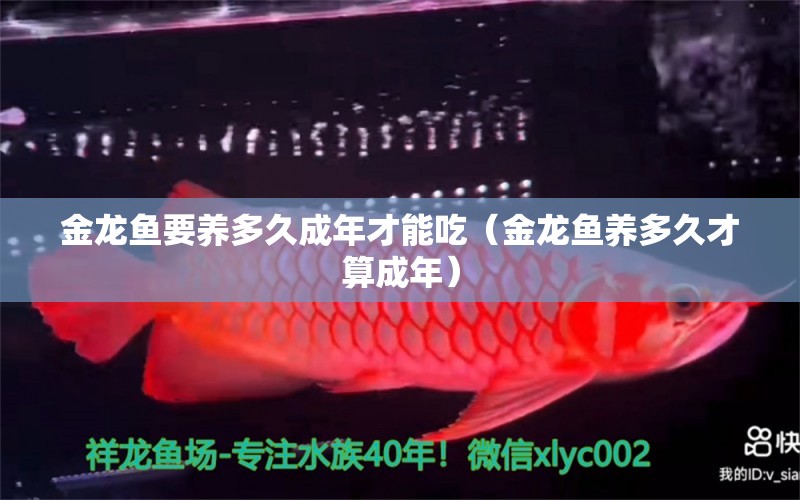 金龍魚(yú)要養(yǎng)多久成年才能吃（金龍魚(yú)養(yǎng)多久才算成年）