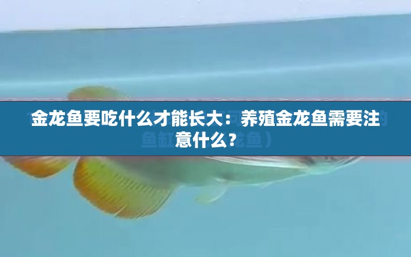 金龍魚要吃什么才能長大：養(yǎng)殖金龍魚需要注意什么？ 水族問答 第1張