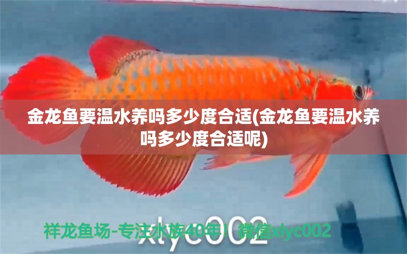 金龍魚要溫水養(yǎng)嗎多少度合適(金龍魚要溫水養(yǎng)嗎多少度合適呢)