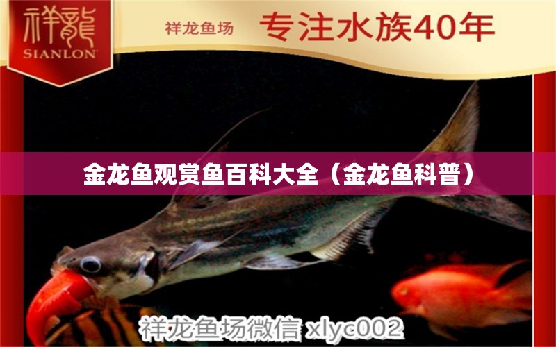 金龍魚觀賞魚百科大全（金龍魚科普） 廣州觀賞魚批發(fā)市場