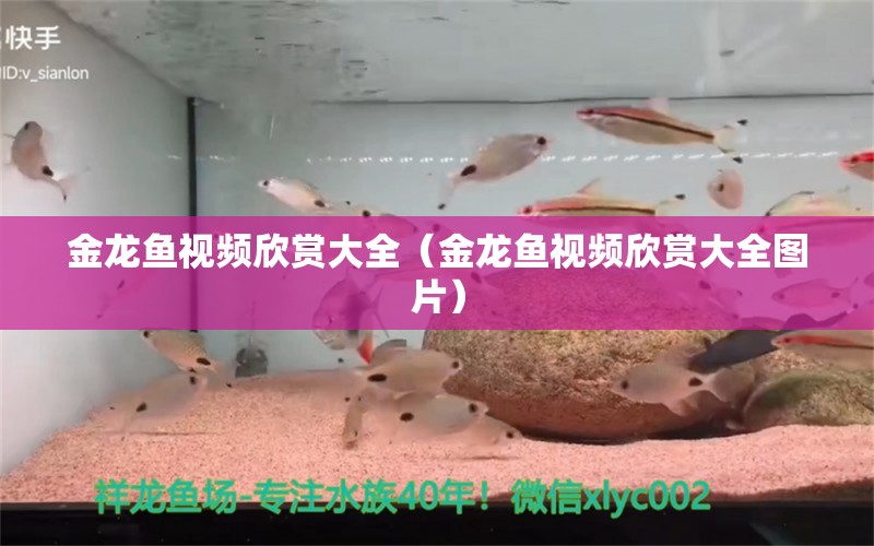 金龍魚視頻欣賞大全（金龍魚視頻欣賞大全圖片）