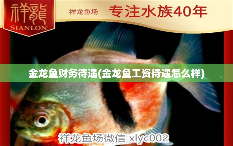 金龍魚財務(wù)待遇(金龍魚工資待遇怎么樣) 銀古魚苗