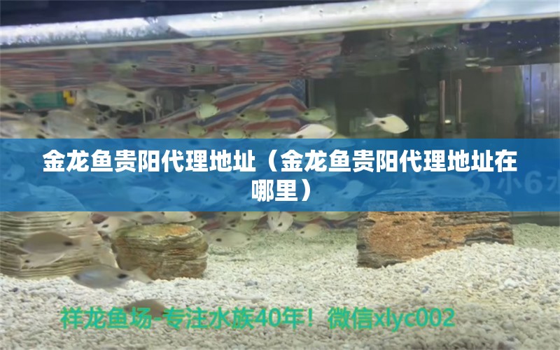 金龍魚貴陽代理地址（金龍魚貴陽代理地址在哪里） 祥龍水族醫(yī)院