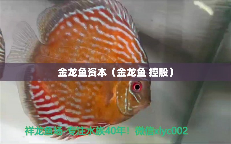 金龍魚資本（金龍魚 控股） 其他品牌魚缸